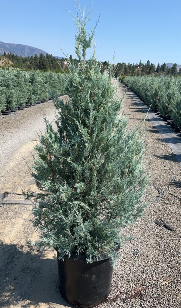 Juniperus scopulorum Wichita Blue