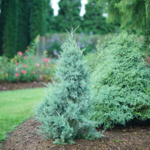 Juniperus virginiana Aquavita™ (PW)