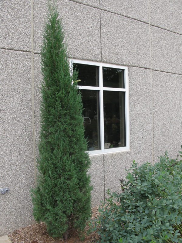 Juniperus virginiana Taylor - Image 2