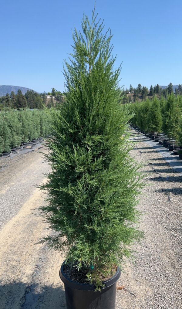 Juniperus virginiana Taylor - Image 3
