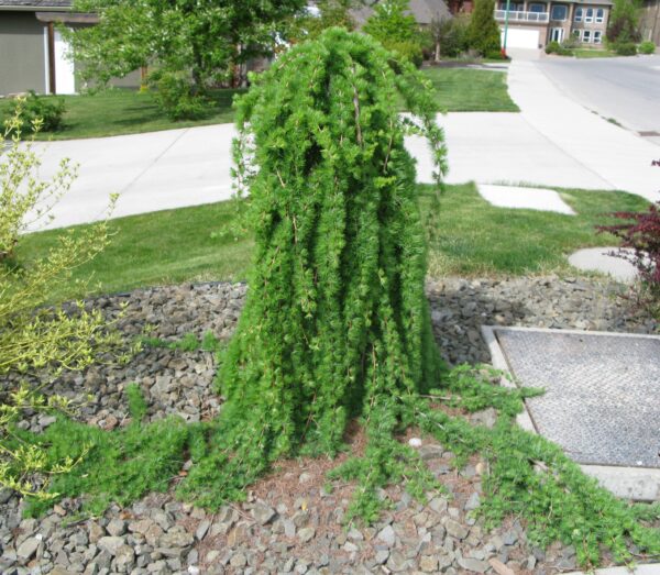 Larix decidua Pendula - Image 2