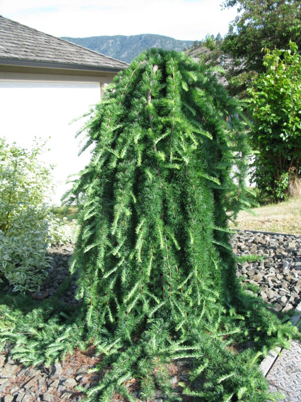 Larix decidua Pendula - Image 3