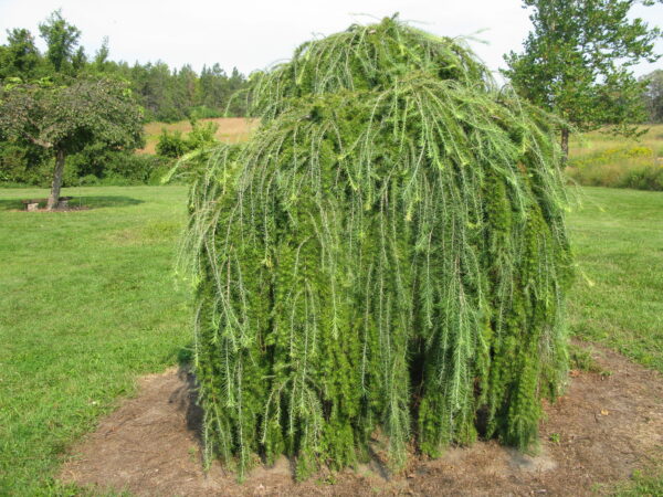 Larix decidua Pendula
