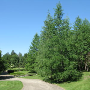 Larix sibirica