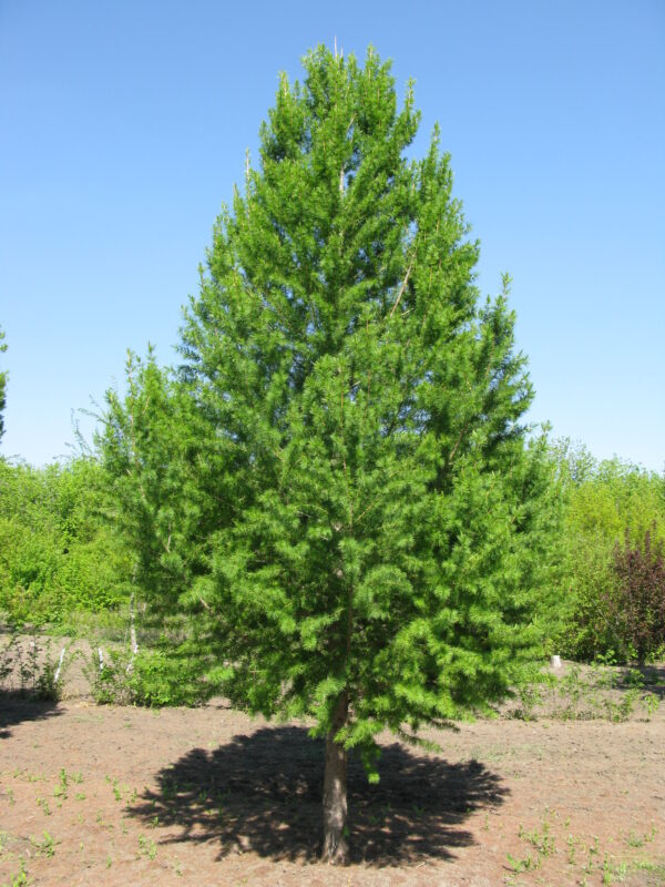 Larix sibirica Oasis™