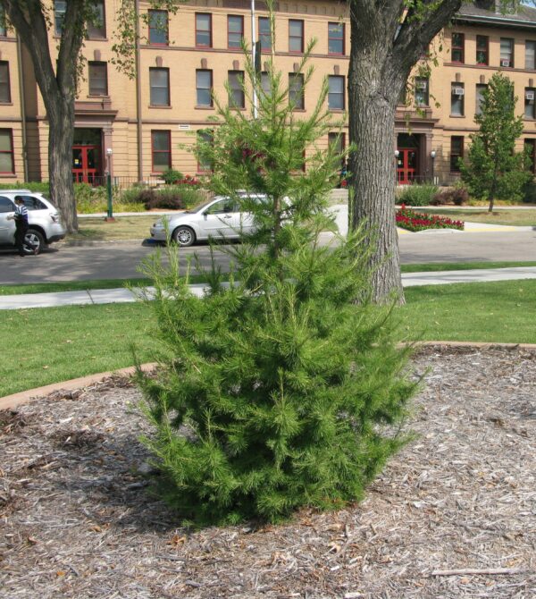 Larix sibirica Oasis™ - Image 4