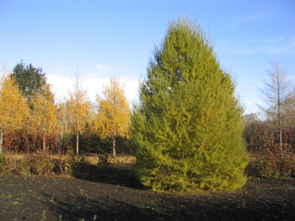Larix sibirica Oasis™ - Image 5