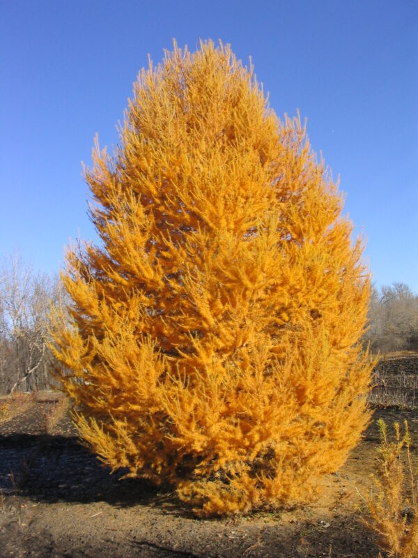 Larix sibirica Oasis™ - Image 2