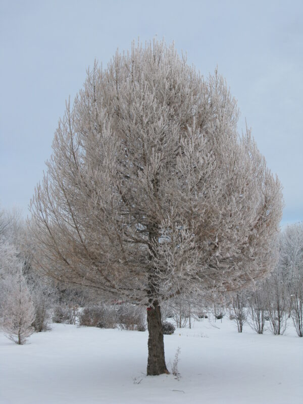Larix sibirica Oasis™ - Image 3