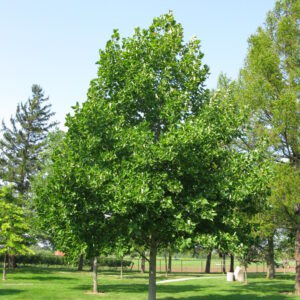 Liriodendron tulipifera