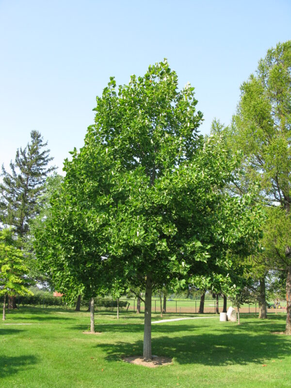 Liriodendron tulipifera