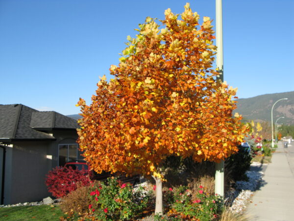 Liriodendron tulipifera - Image 2