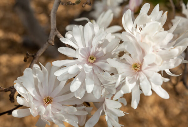Magnolia stellata Centennial Blush (FE) - Image 4