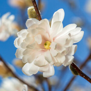 Magnolia stellata Centennial Blush (FE)