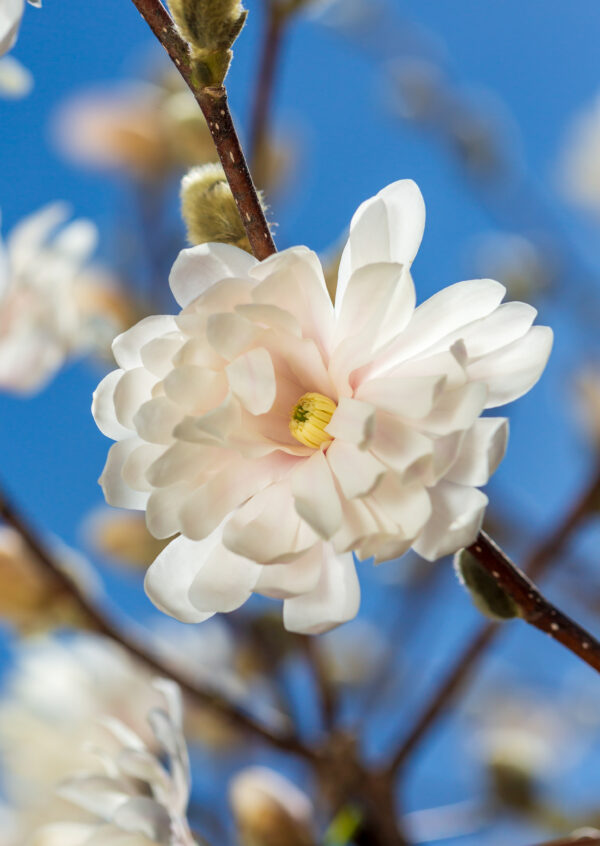 Magnolia stellata Centennial Blush (FE)