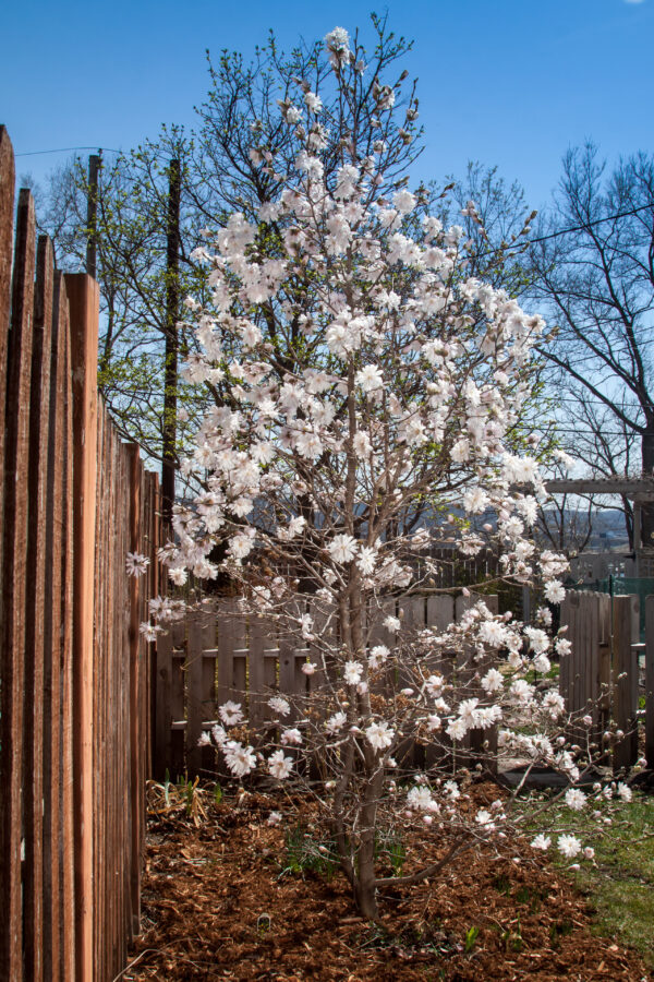 Magnolia stellata Centennial Blush (FE) - Image 2