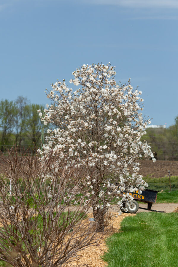 Magnolia stellata Centennial Blush (FE) - Image 3