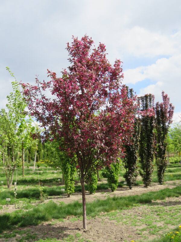 Malus Ambassador™ - Image 3