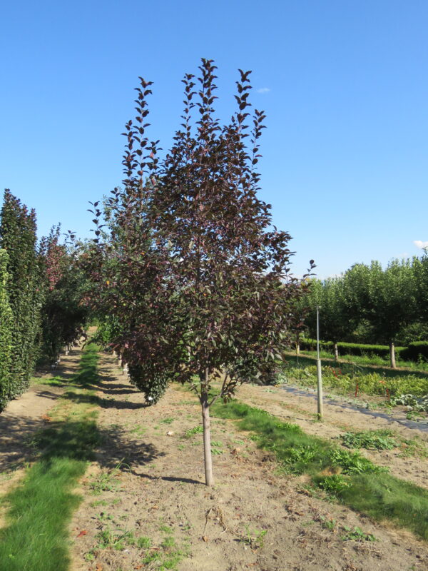 Malus Ambassador™ - Image 4