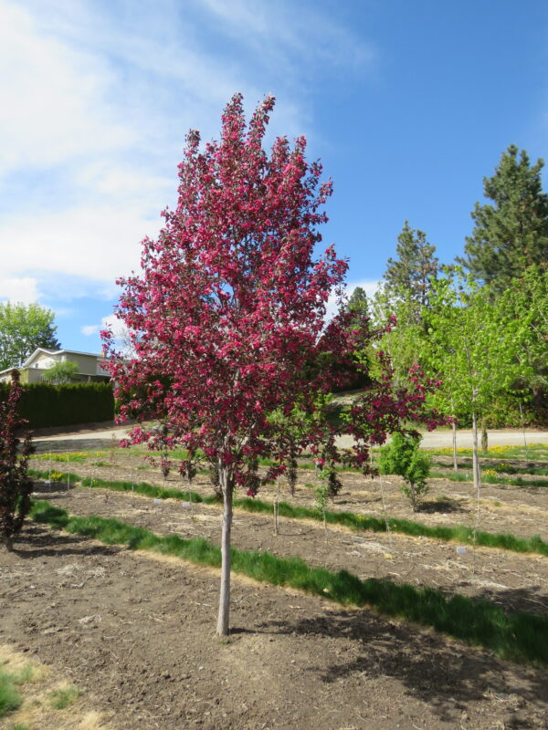 Malus Ambassador™ - Image 2