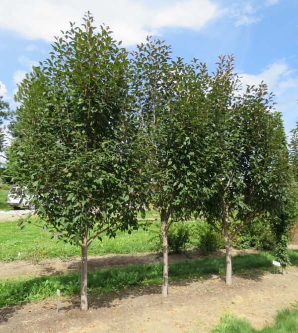 Malus Courageous® - Image 4
