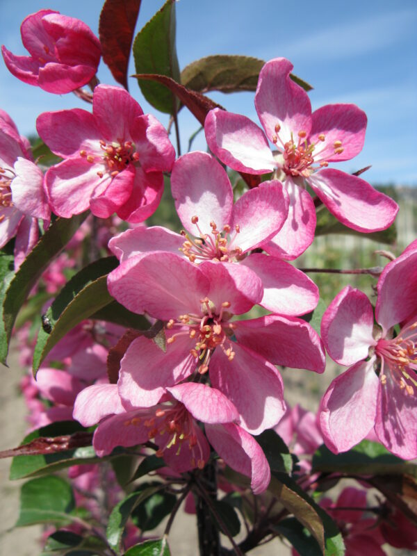 Malus Courageous® - Image 3