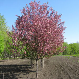 Malus Courageous®