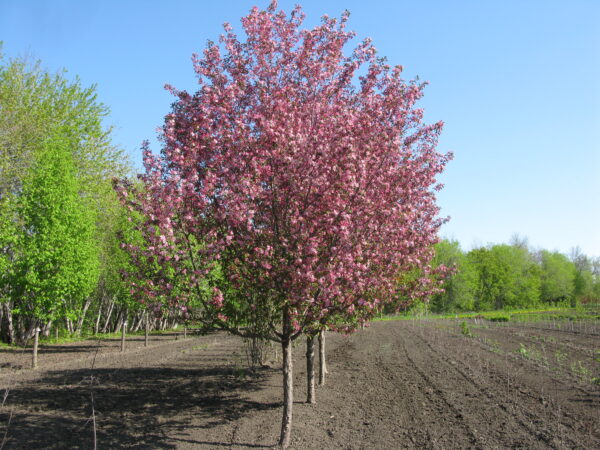 Malus Courageous®