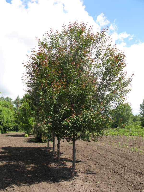 Malus Courageous® - Image 2
