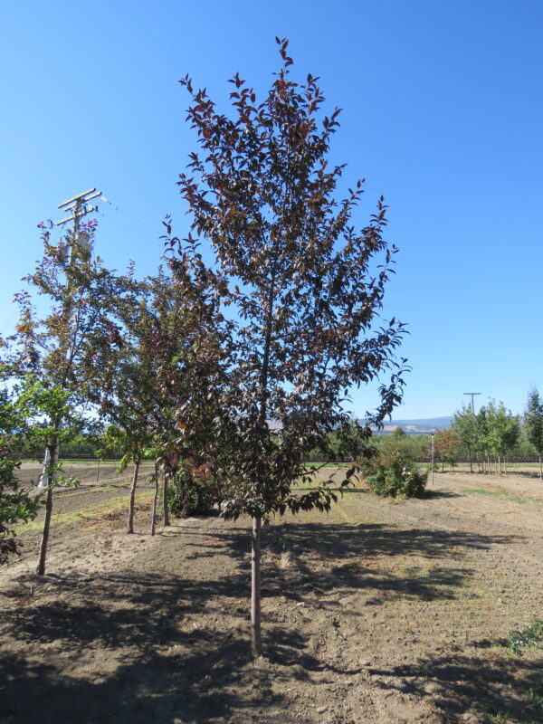 Malus Dark Knight™ - Image 3