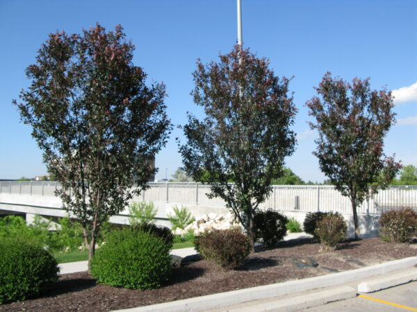 Malus Gladiator® - Image 3