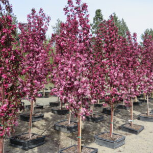 Malus Gladiator®