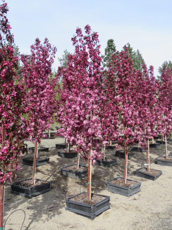 Malus Gladiator®