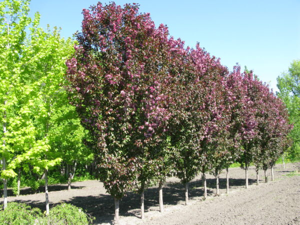 Malus Gladiator® - Image 2