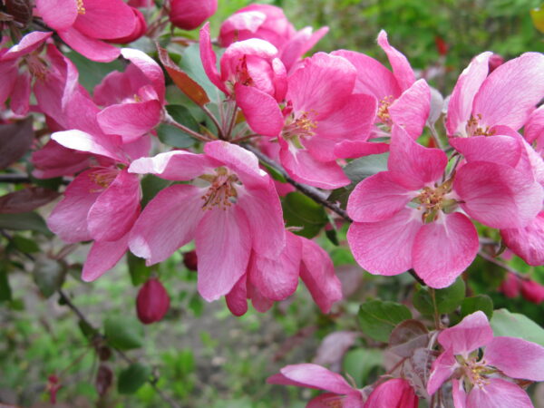 Malus Gladiator® - Image 4