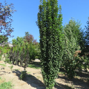 Malus Lightsaber
