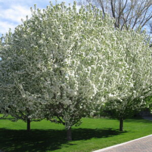 Malus Spring Snow