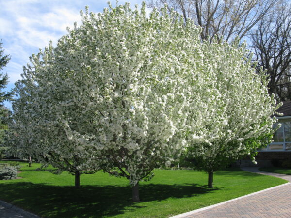 Malus Spring Snow