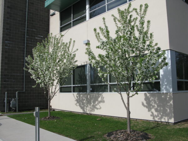 Malus Spring Snow - Image 2