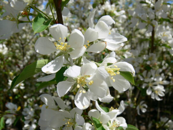 Malus Spring Snow - Image 3