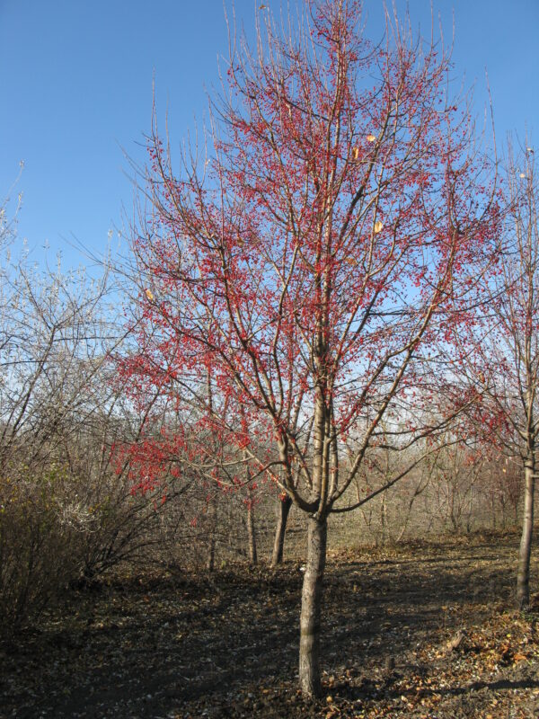 Malus Starlite® - Image 2