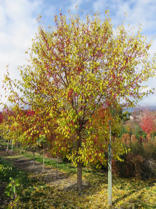 Malus Starlite® - Image 3