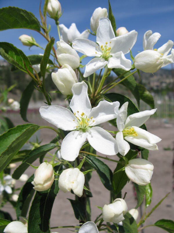 Malus Starlite® - Image 4