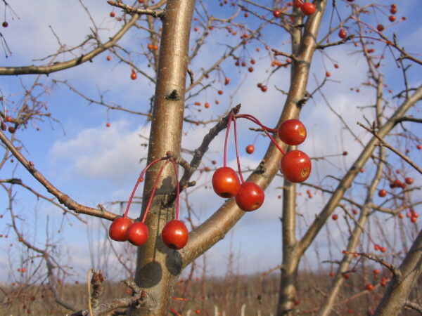 Malus Starlite® - Image 5