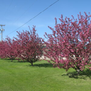 Malus Thunderchild