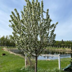 Malus Velocity