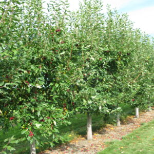 Malus baccatta Dolgo