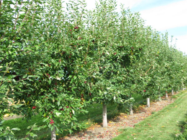 Malus baccatta Dolgo