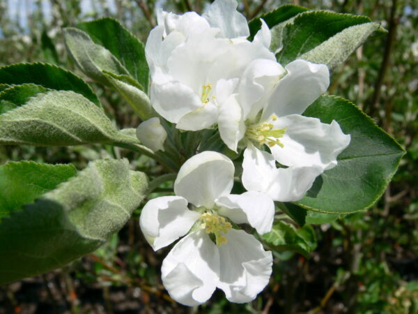 Malus baccatta Dolgo - Image 2