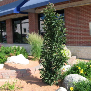 Malus x Emerald Spire®